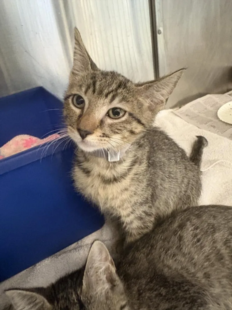 A baby small-sized male Domestic Short Hair cat named Kenzo for adoption in Houston, TX