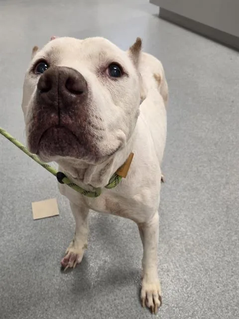 A senior medium-sized male Pit Bull Terrier dog named Mardi Gras for adoption in Indianapolis, IN