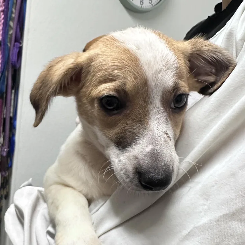A baby small-sized male Yellow / Tan / Blond / Fawn Mixed Breed dog named DJ Snaxxx for adoption in Troy, IL