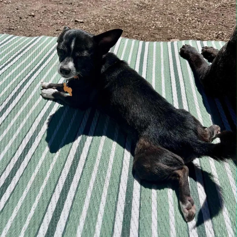 An adult small-sized female Black Chihuahua dog named Lil Bit for adoption in Bend, OR