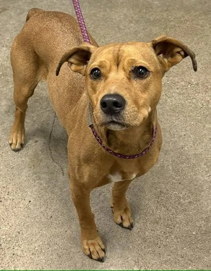 A young medium-sized female Brown / Chocolate Mountain Cur dog named Doxa for adoption in Cleveland, OH