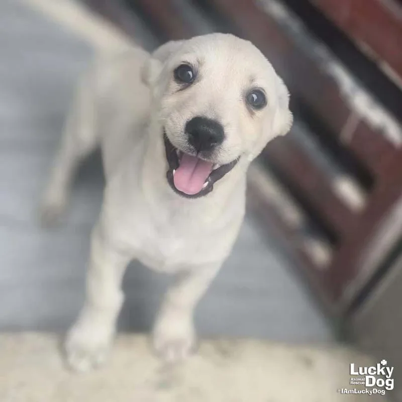 A baby medium-sized male Labrador Retriever dog named Atlan for adoption in Washington, DC