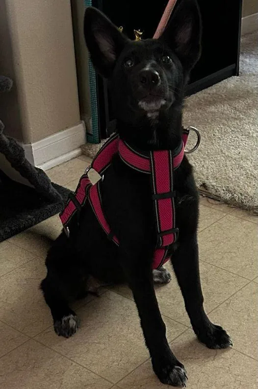 A baby medium-sized female German Shepherd Dog dog named Stormy for adoption in MONTGOMERY, TX