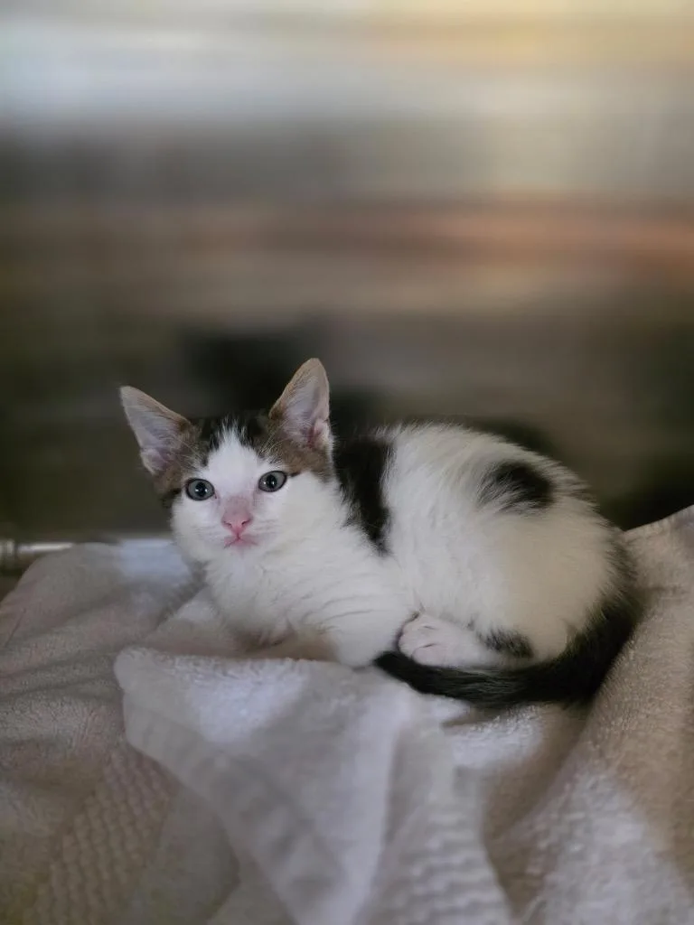 A baby small-sized male Domestic Short Hair cat named Goofy for adoption in Detroit, MI