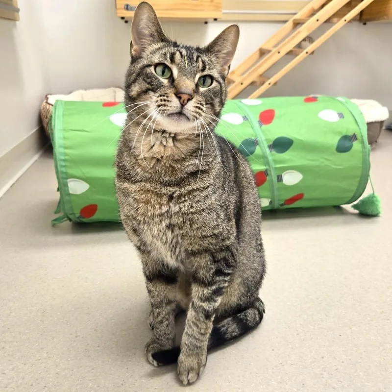 An adult large-sized male Brown / Chocolate Domestic Short Hair cat named Rc for adoption in Champaign, IL