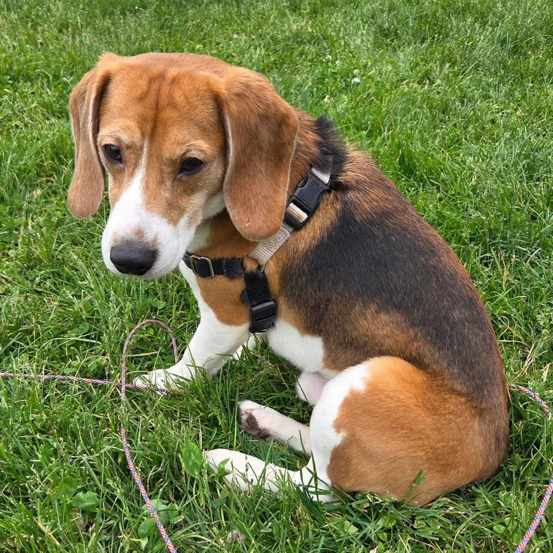 Oscar