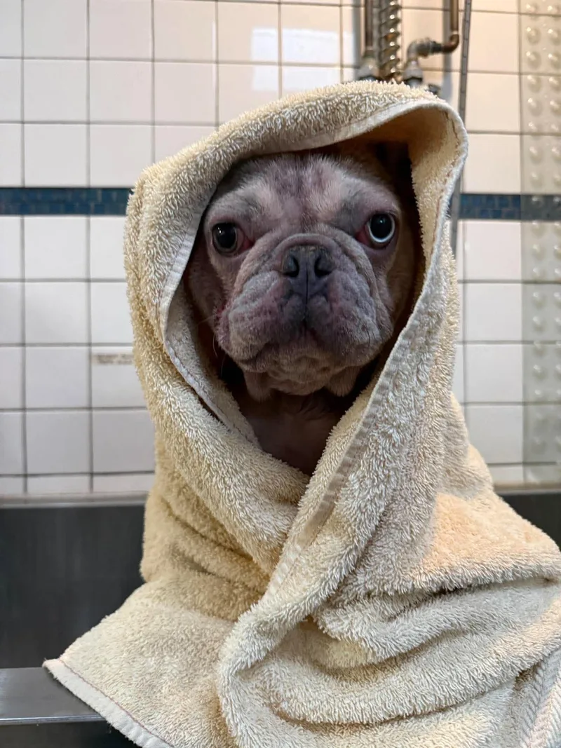 A young small-sized female French Bulldog dog named Pua for adoption in Phoenix, AZ