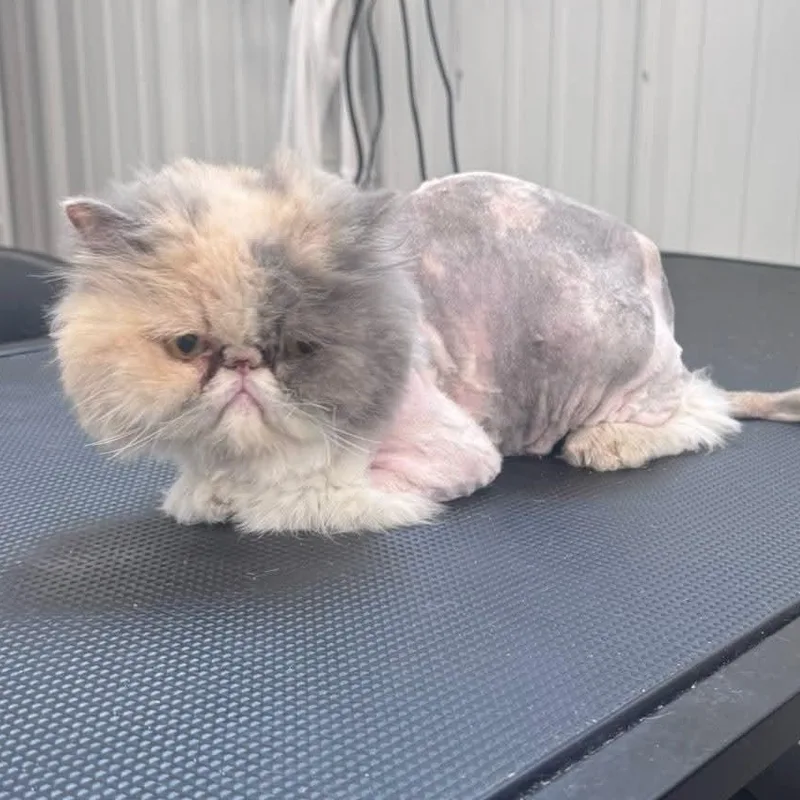 A baby small-sized female Persian cat named Frankie for adoption in Minooka, IL