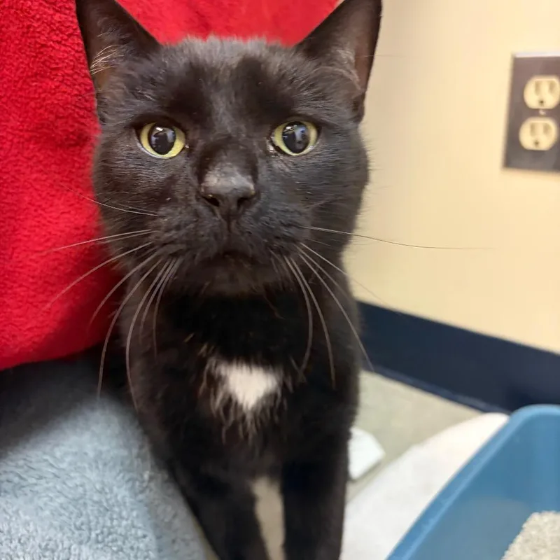 A senior large-sized male Black Domestic Short Hair cat named Lock for adoption in Morrisville, VT
