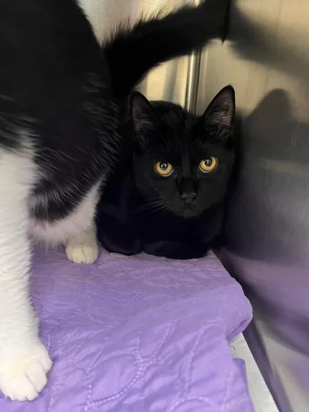 A young small-sized male Domestic Short Hair cat named Sawyer for adoption in Virginia Beach, VA