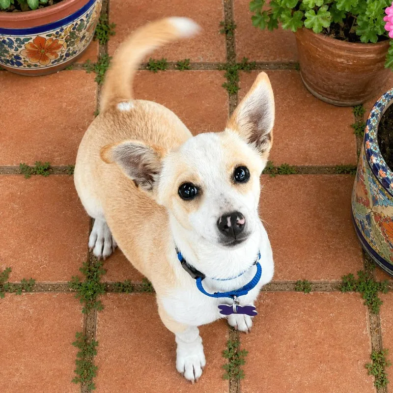 Dodger
