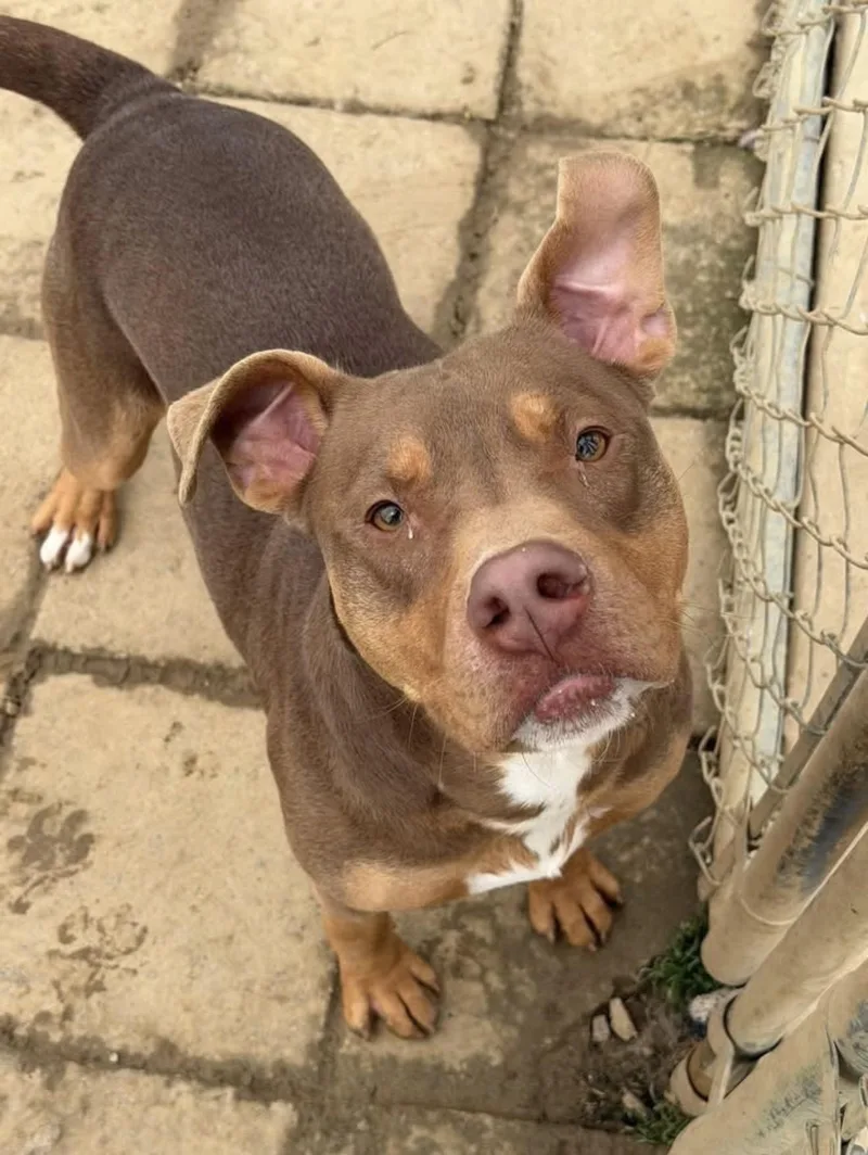 A young large-sized male Brown / Chocolate Pit Bull Terrier dog named Elmer for adoption in Tullahoma, TN