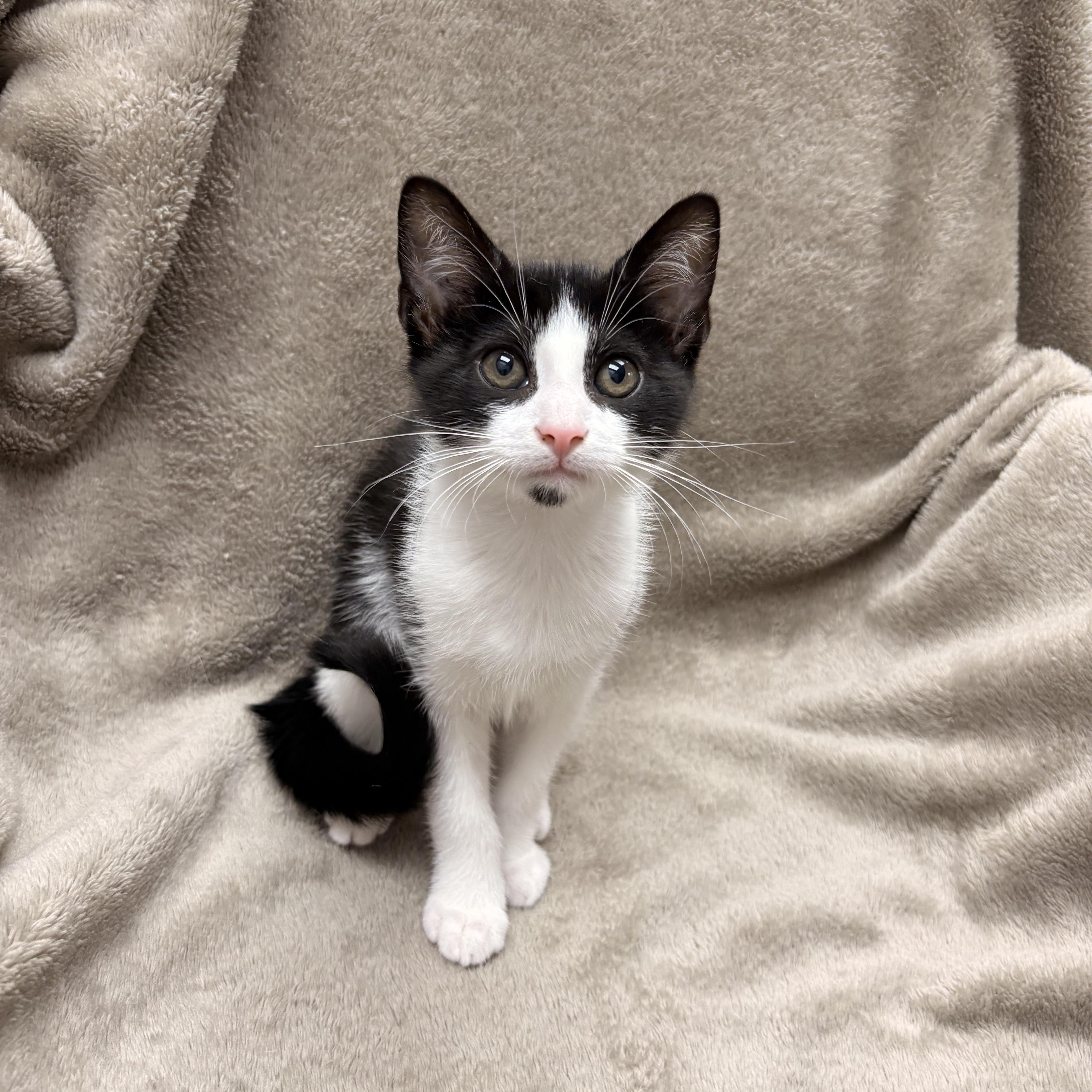 A baby medium-sized male Black & White / Tuxedo Domestic Short Hair cat named Joker for adoption in White Oak, PA