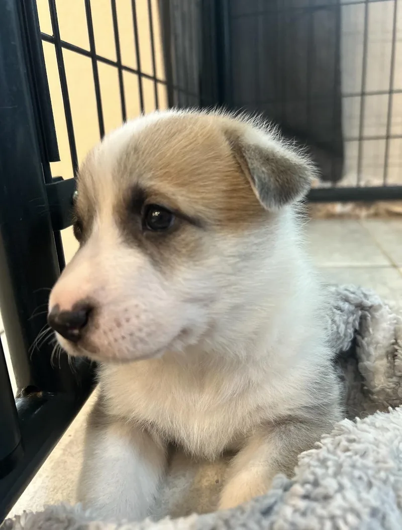 A baby large-sized female Anatolian Shepherd dog named Penelope for adoption in Pflugerville, TX