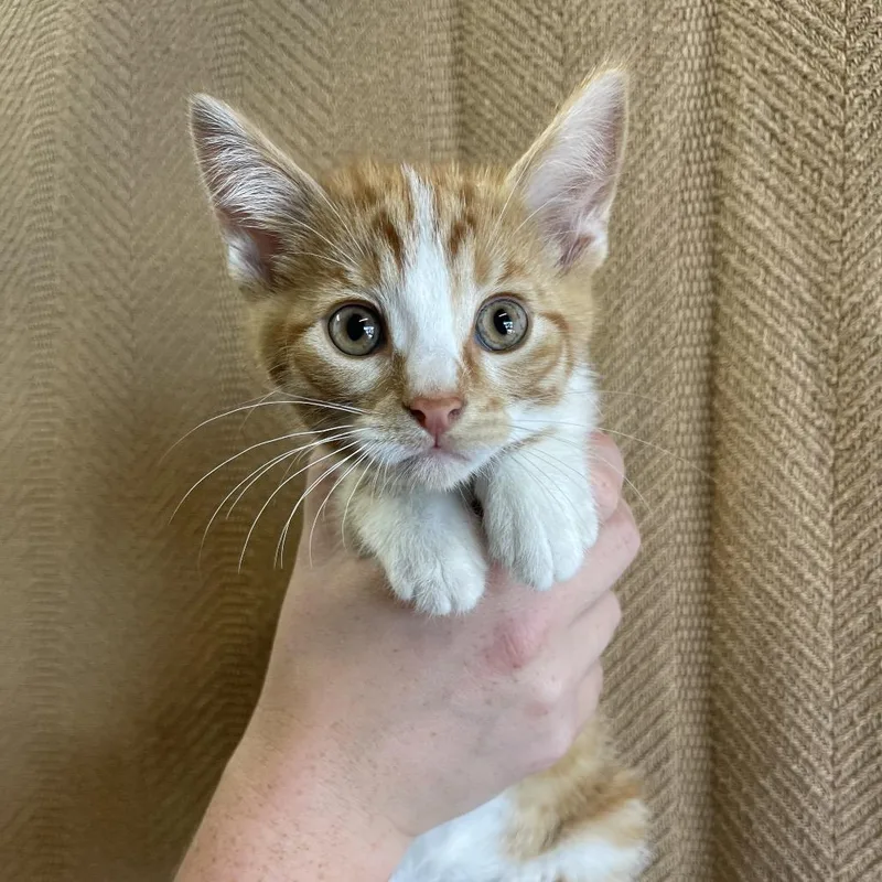 A young large-sized male Manx cat named Bobby for adoption in Sand Springs, OK