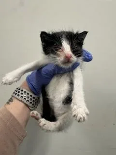 A baby small-sized male Domestic Short Hair cat named Rory for adoption in Miami, FL