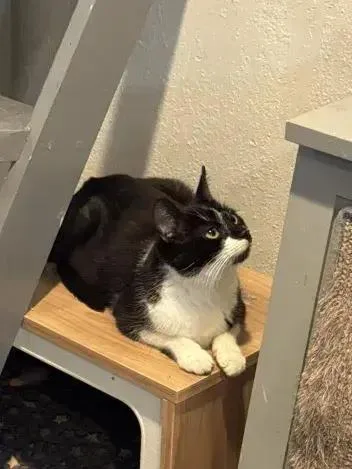 A young medium-sized female Black & White / Tuxedo Domestic Short Hair cat named Liz for adoption in Grand Rapids, MI