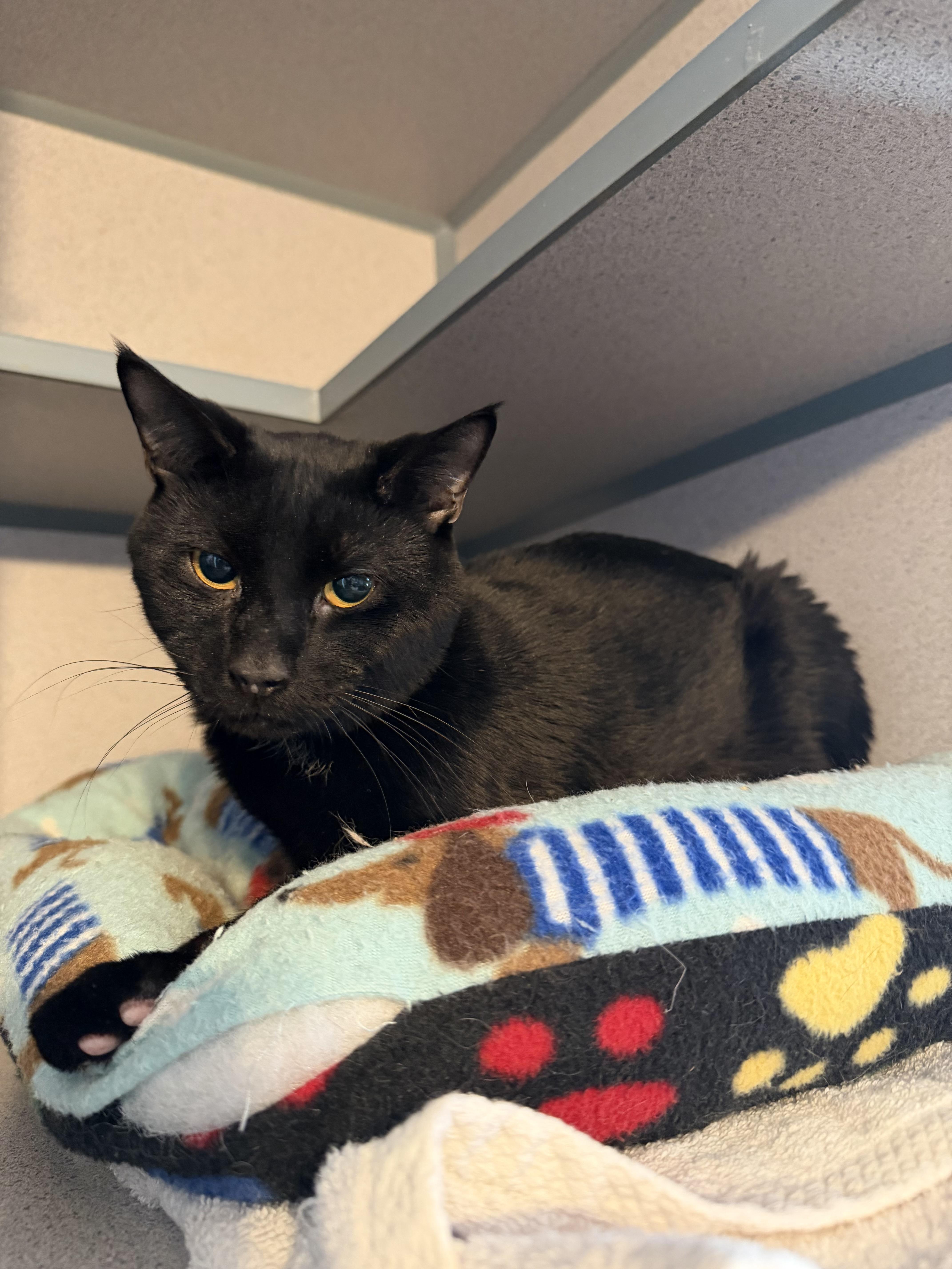 A young medium-sized male Black Domestic Short Hair cat named Barty for adoption in Hudson, NY