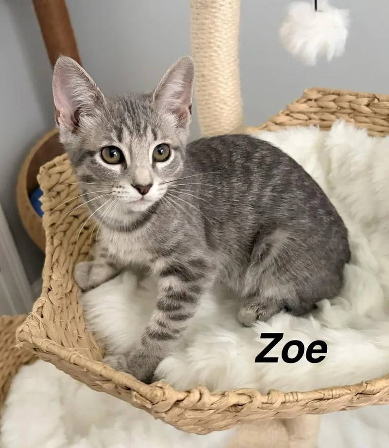 A baby small-sized female Gray / Blue / Silver Domestic Short Hair cat named Zoe for adoption in Bossier City, LA