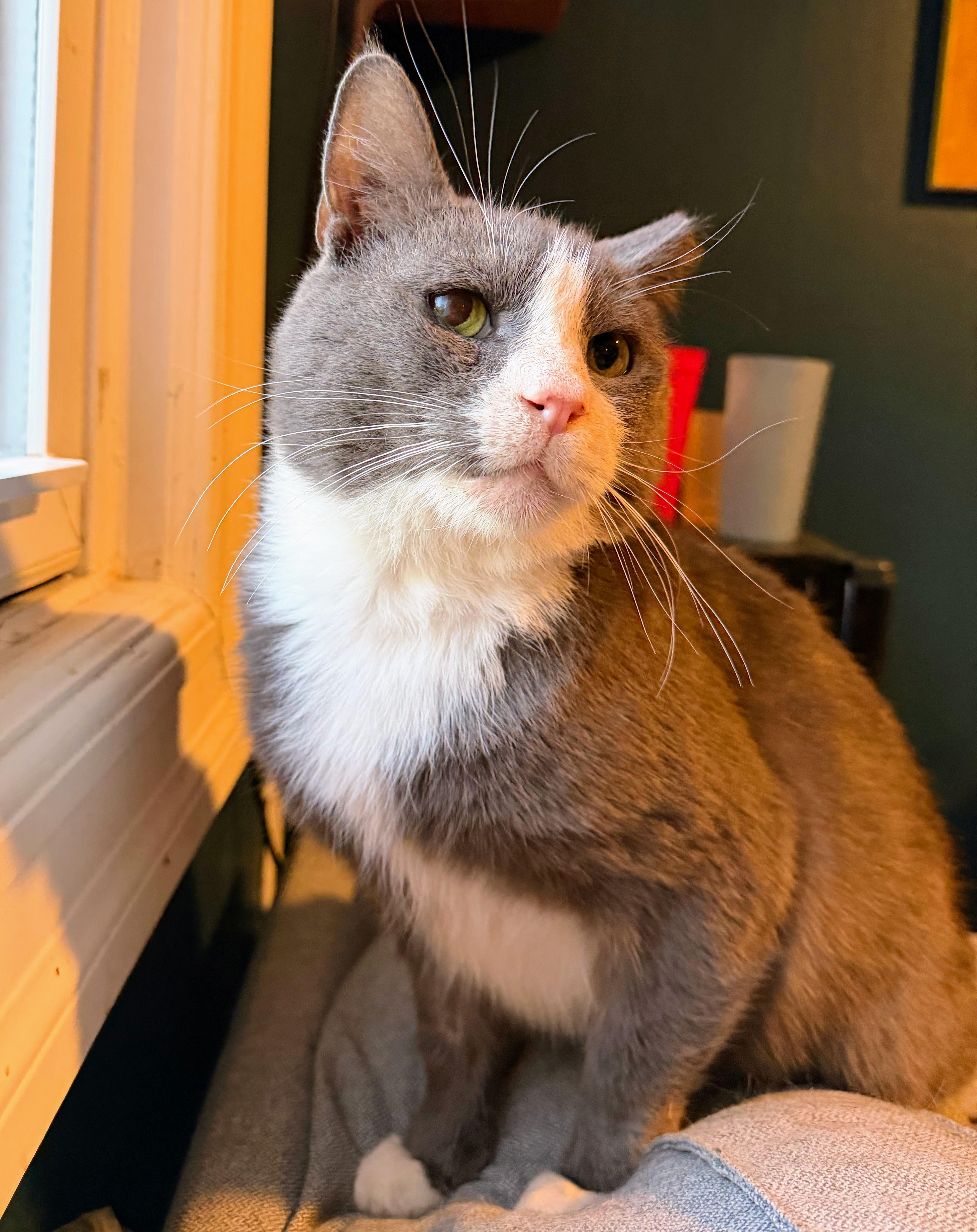A senior large-sized male Gray & White Domestic Short Hair cat named Milo for adoption in Brooklyn, NY