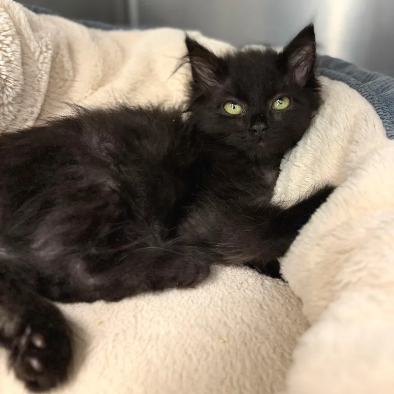 A baby small-sized male Black Domestic Long Hair cat named Poe for adoption in Marshall, VA