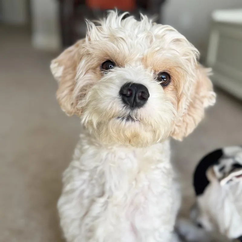 An adult small-sized male Miniature Poodle dog named Dougie for adoption in Flower Mound, TX