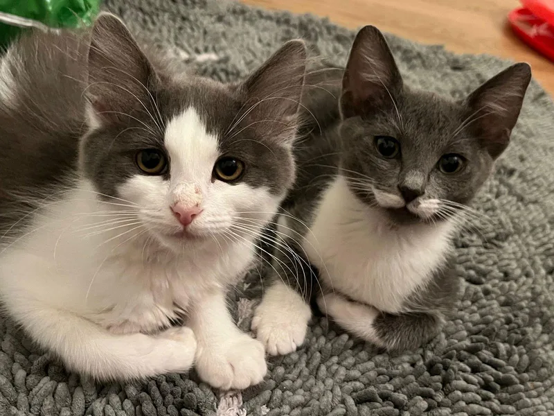 Poppy & Stella thumbnail 2