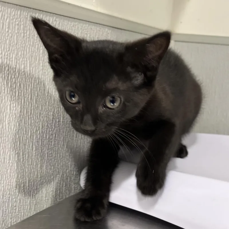 A baby small-sized female Black Domestic Short Hair cat named Rue for adoption in Tampa, FL