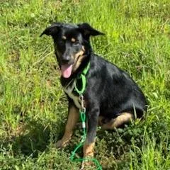 A baby medium-sized male Mixed Breed dog named Zeuster for adoption in Greenville, SC