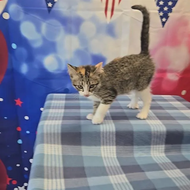A baby small-sized female Domestic Short Hair cat named A for adoption in Wylie, TX