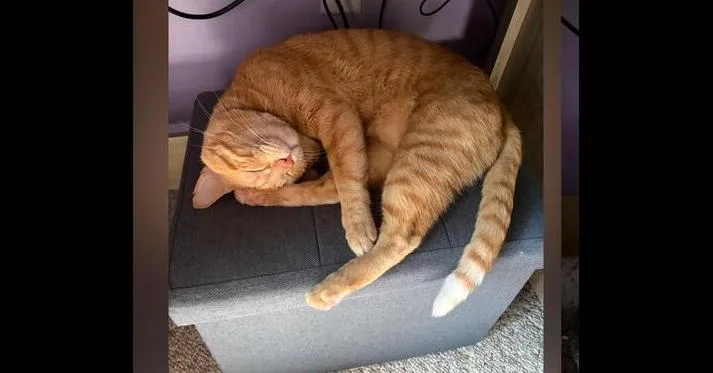 A young medium-sized male Tabby (Orange / Red) Domestic Short Hair cat named Frankie for adoption in Breinigsville, PA