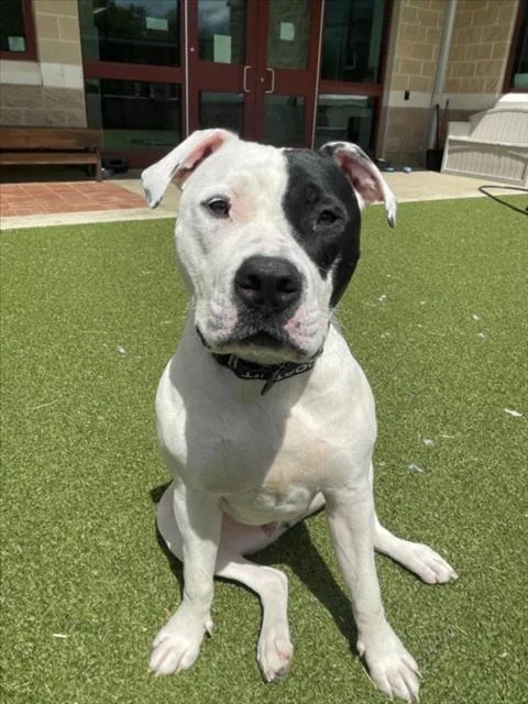 A young medium-sized male American Bulldog dog named Farley for adoption in Derwood, MD