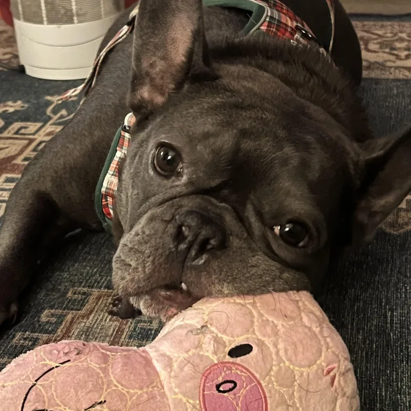 An adult medium-sized male French Bulldog dog named Bruno for adoption in Georgetown , CA