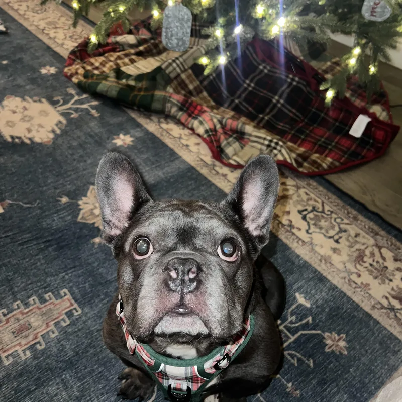 Bruno thumbnail 3