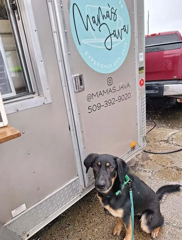 An adult large-sized female German Shepherd Dog dog named Pepper for adoption in West Richland, WA