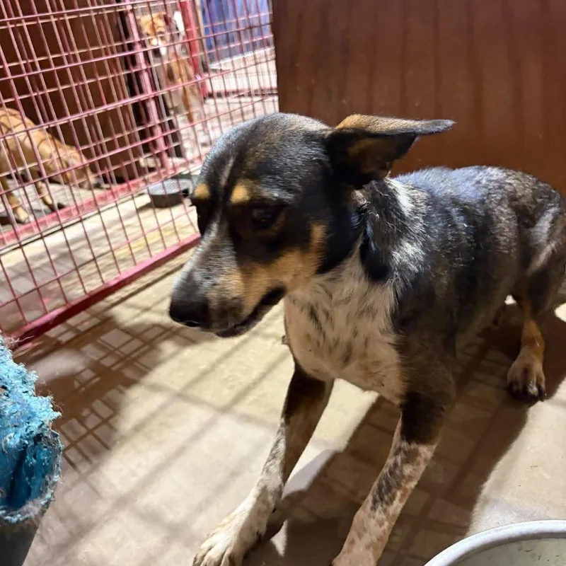 A young medium-sized female Black Sheep Dog dog named Rosie for adoption in Madill, OK