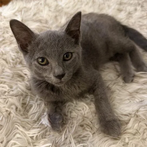 A baby small-sized male Gray / Blue / Silver Russian Blue cat named Beckett for adoption in Knoxville, TN