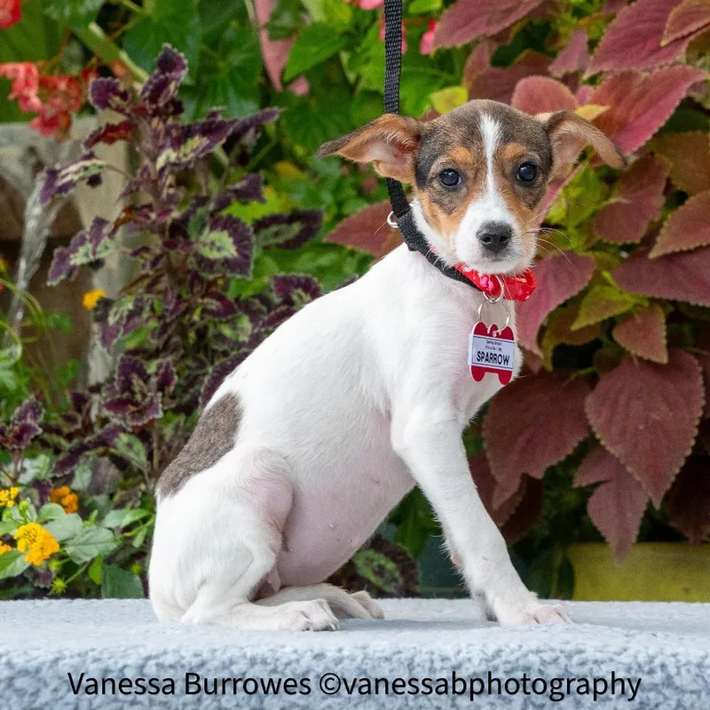 A baby small-sized female White / Cream Terrier dog named Sparrow for adoption in Wake Forest, NC