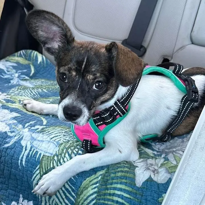 A baby small-sized female Brindle Jack Russell Terrier dog named Sweet Pea for adoption in Sarasota, FL