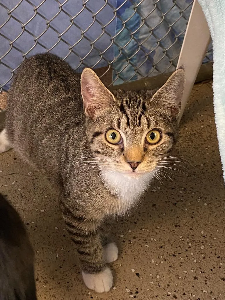 Tailblazer thumbnail 2