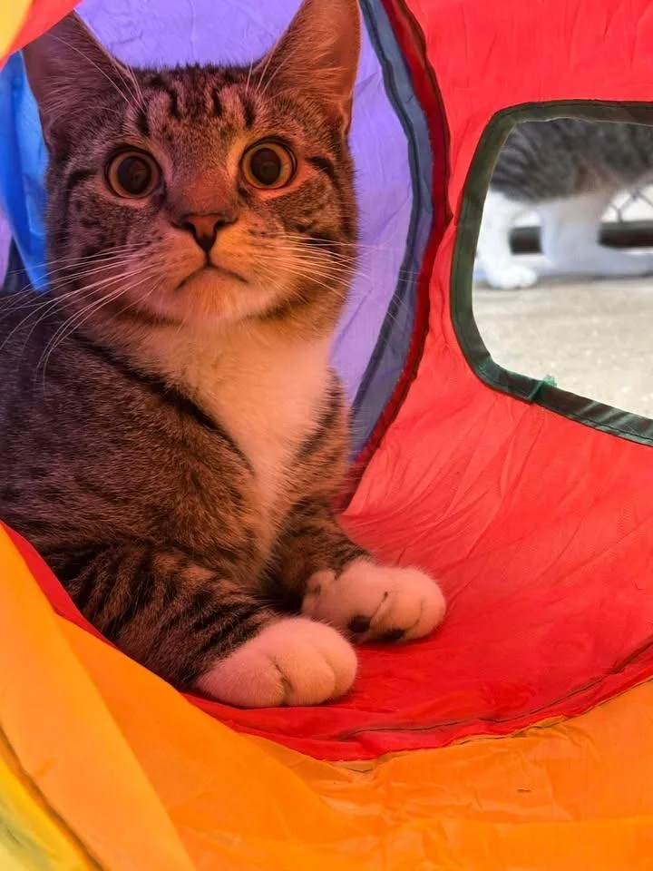 Tailblazer thumbnail 3