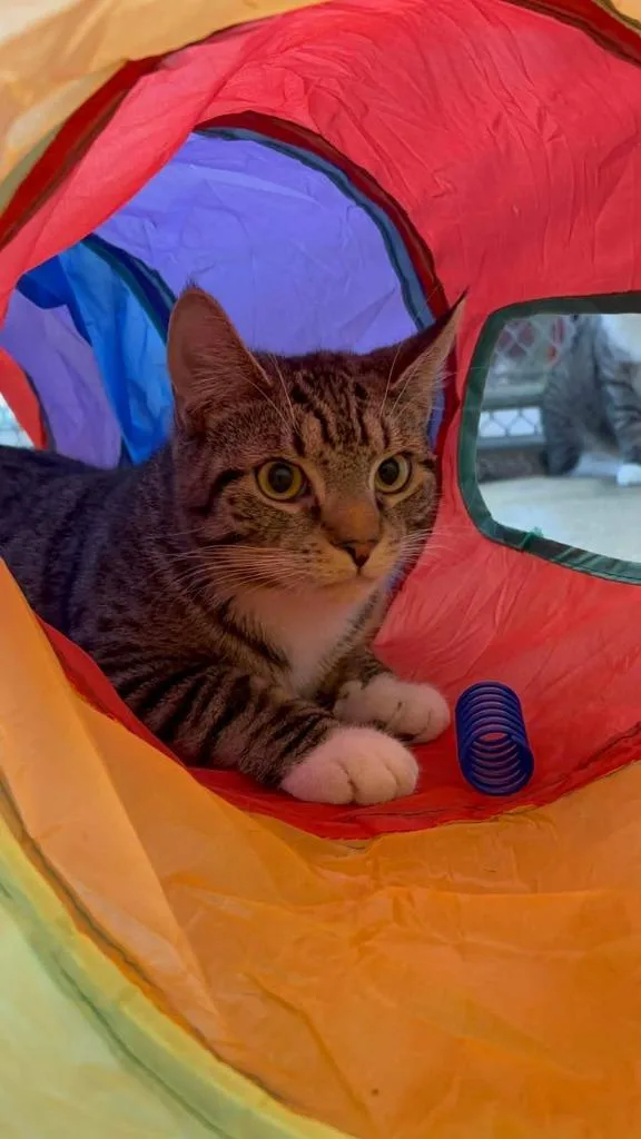 Tailblazer thumbnail 4