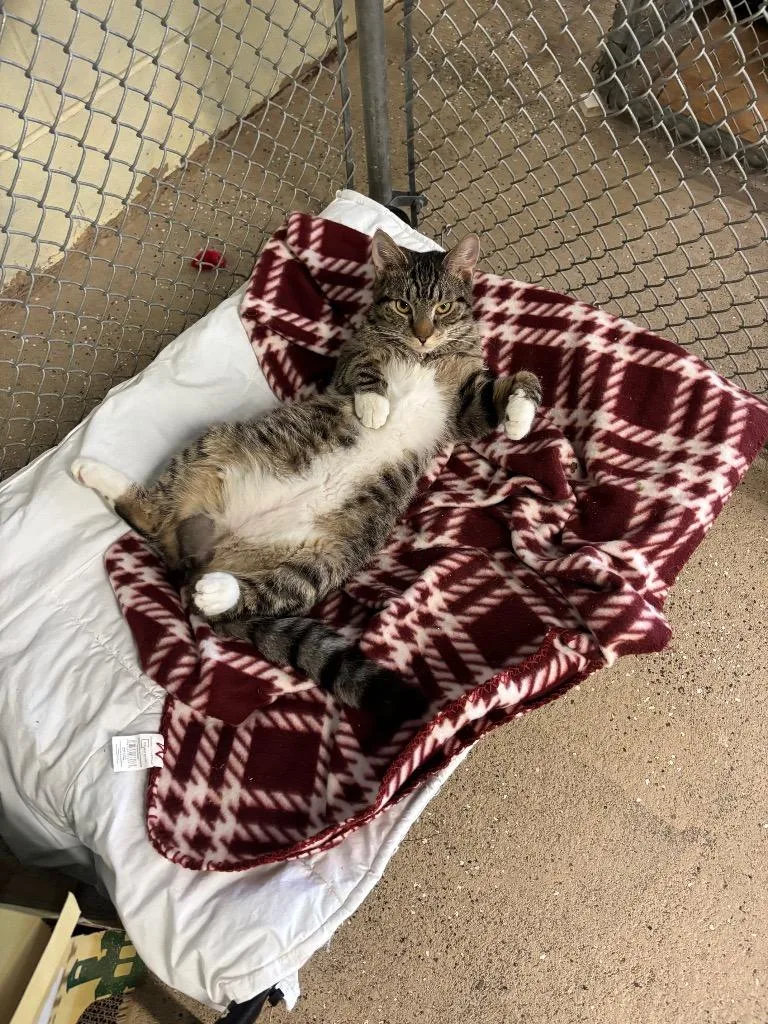 Tailblazer thumbnail 5