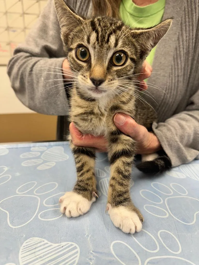 Tailblazer thumbnail 6