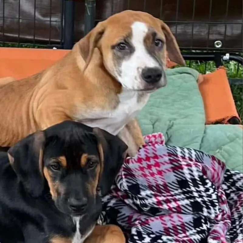 Dandelion "danny"pawsinprison Graduate thumbnail 2