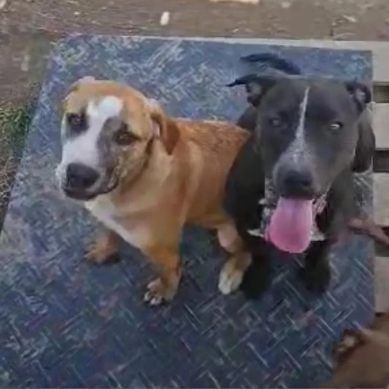 Dandelion "danny"pawsinprison Graduate thumbnail 3