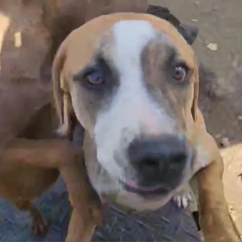 Dandelion "danny"pawsinprison Graduate thumbnail 5