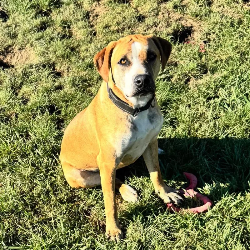 Dandelion "danny"pawsinprison Graduate thumbnail 6