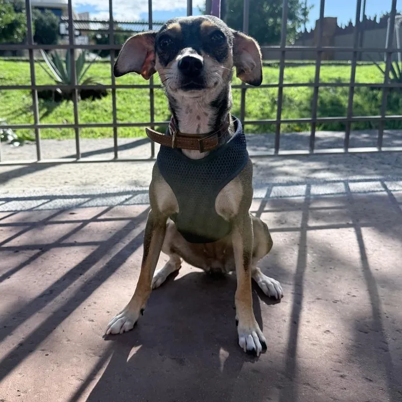 A young small-sized female Rat Terrier dog named Galleta for adoption in Manvel, TX
