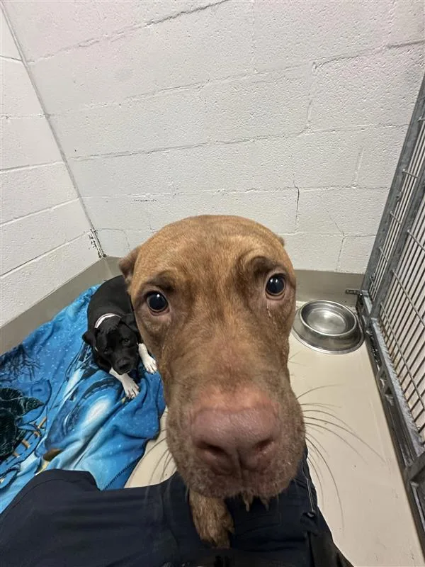 An adult large-sized male Pit Bull Terrier dog named Beans for adoption in Austin, TX